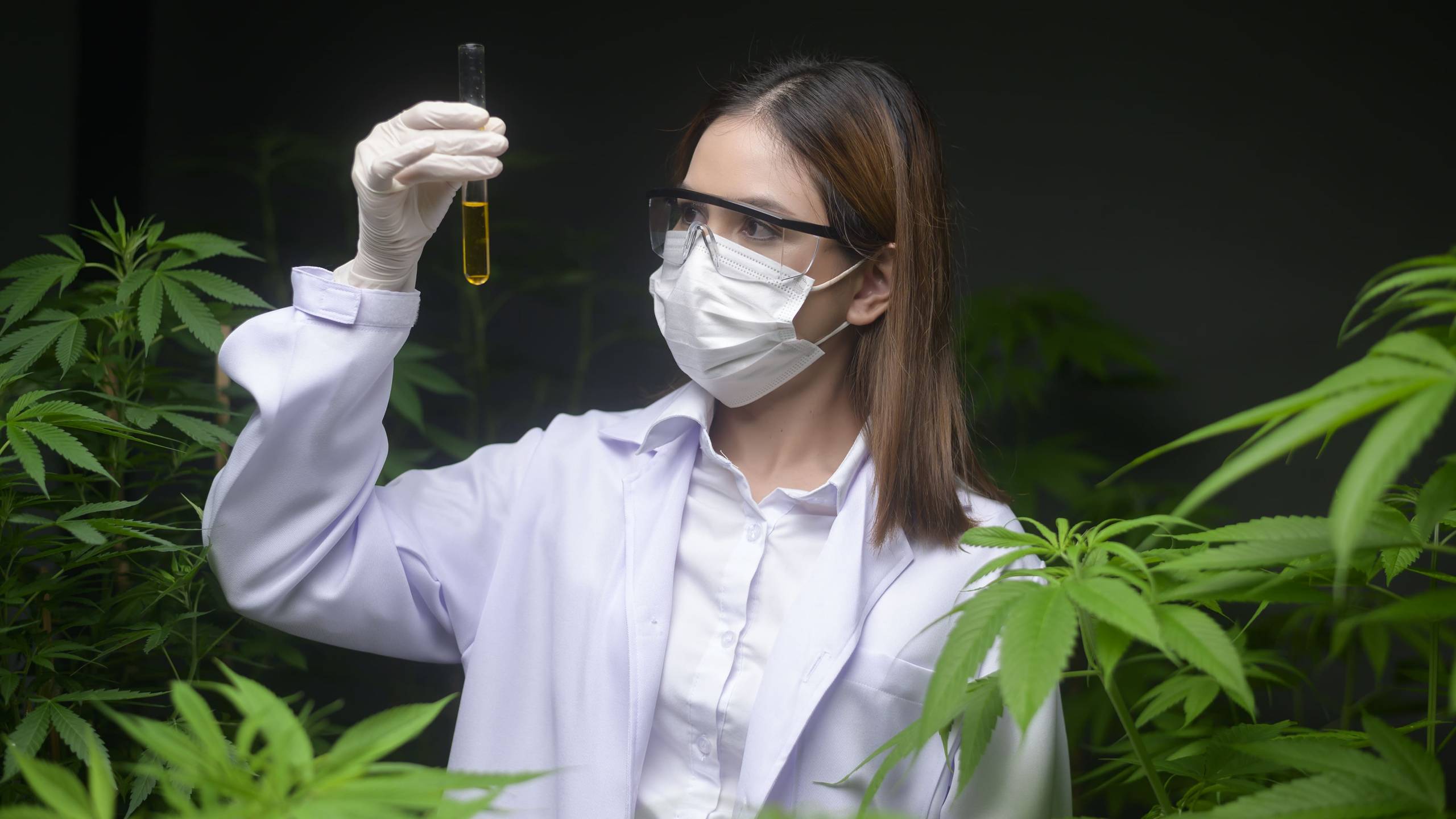 concept-cannabis-plantation-medical-scientist-holding-test-tube-cannabis-farm (1)